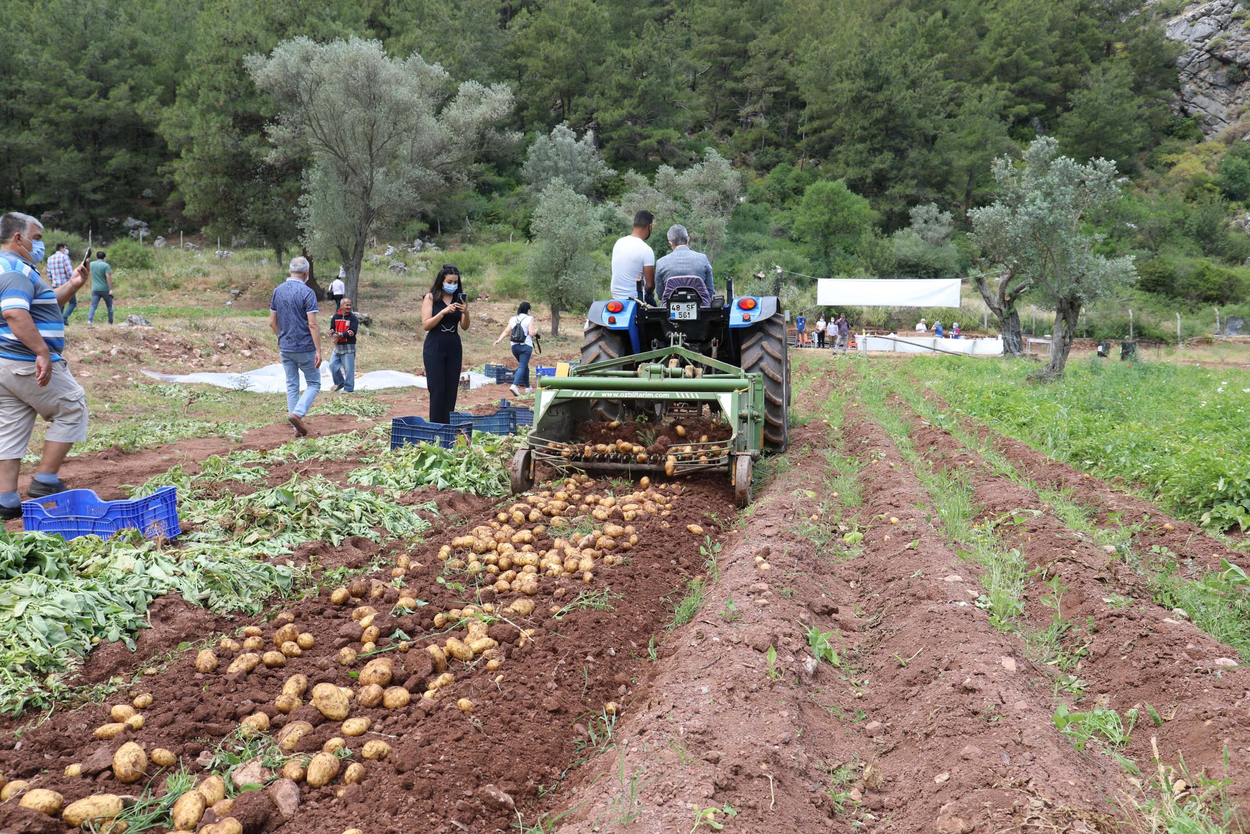 ihtiyaç sahiplerine dağıtılacak patatesin hasadına başlandı