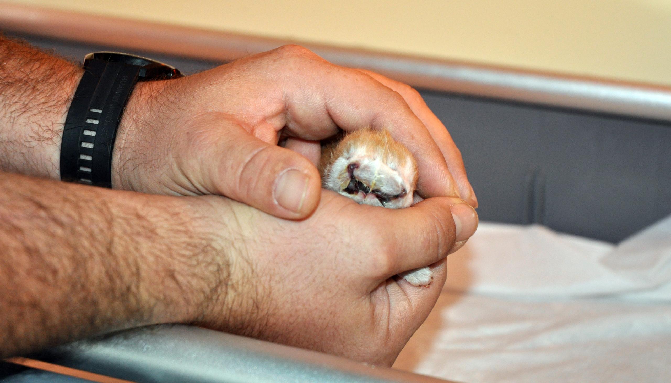 şırınga yardımıyla sütle beslenen kedi yavrusu kuvözde tedavi ediliyor