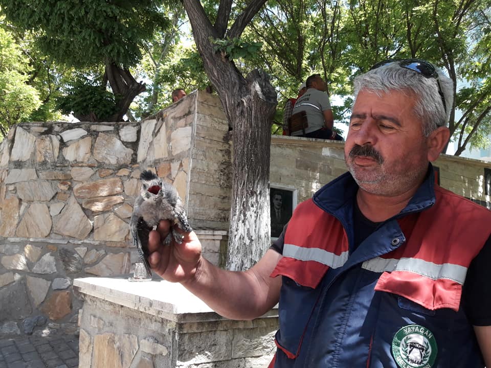 KANADI KIRILAN YAVRU KARGAYI KEDİLERDEN KURTARDI