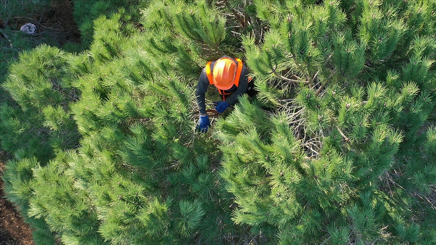 Orman Genel Müdürlüğü 2 bin 83 işçi alımı yapacak