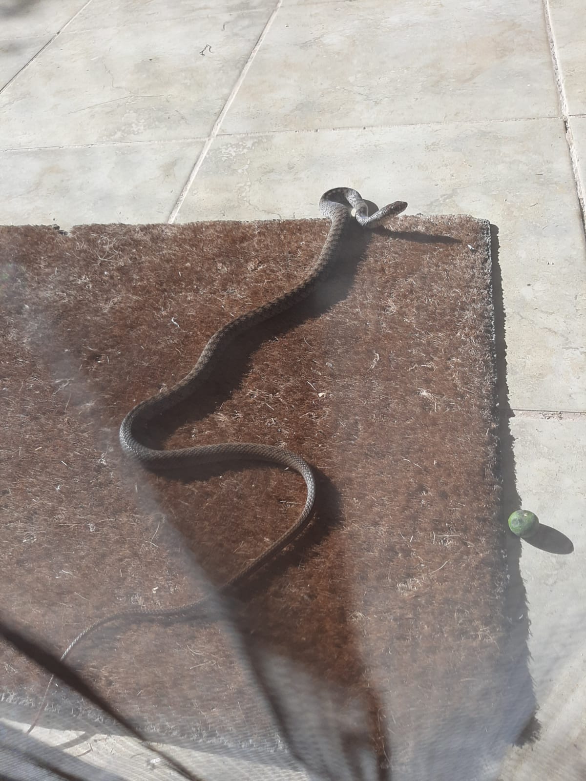 evin bahçesine giren yılan yakalanıp doğaya bırakıldı