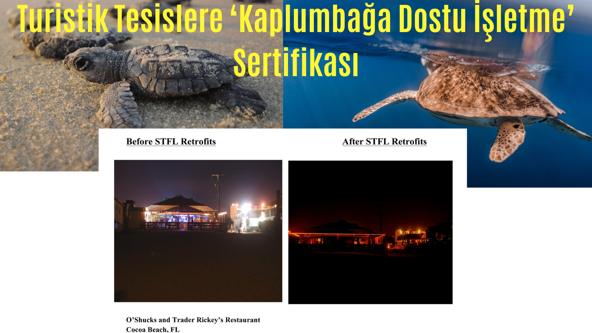 CARETTA CARETTA DOSTU İŞLETME