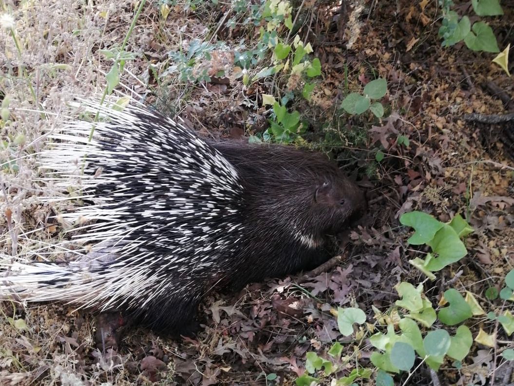 YARALI KİRPİ TEDAVİ ALTINA ALINDI