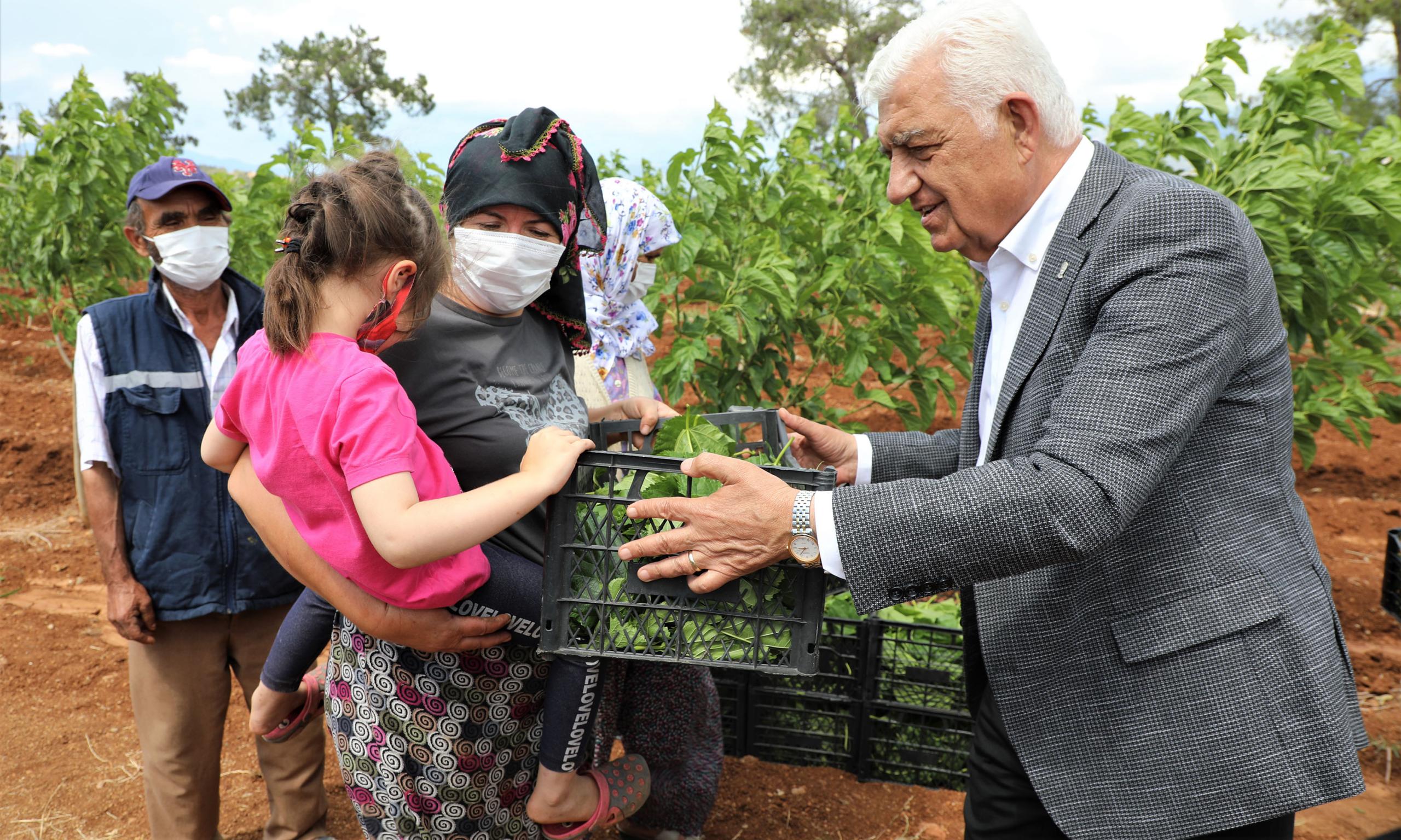 İPEKBÖCEĞİ ÜRETİCİSİNE ÜCRETSİZ DUT YAPRAĞI