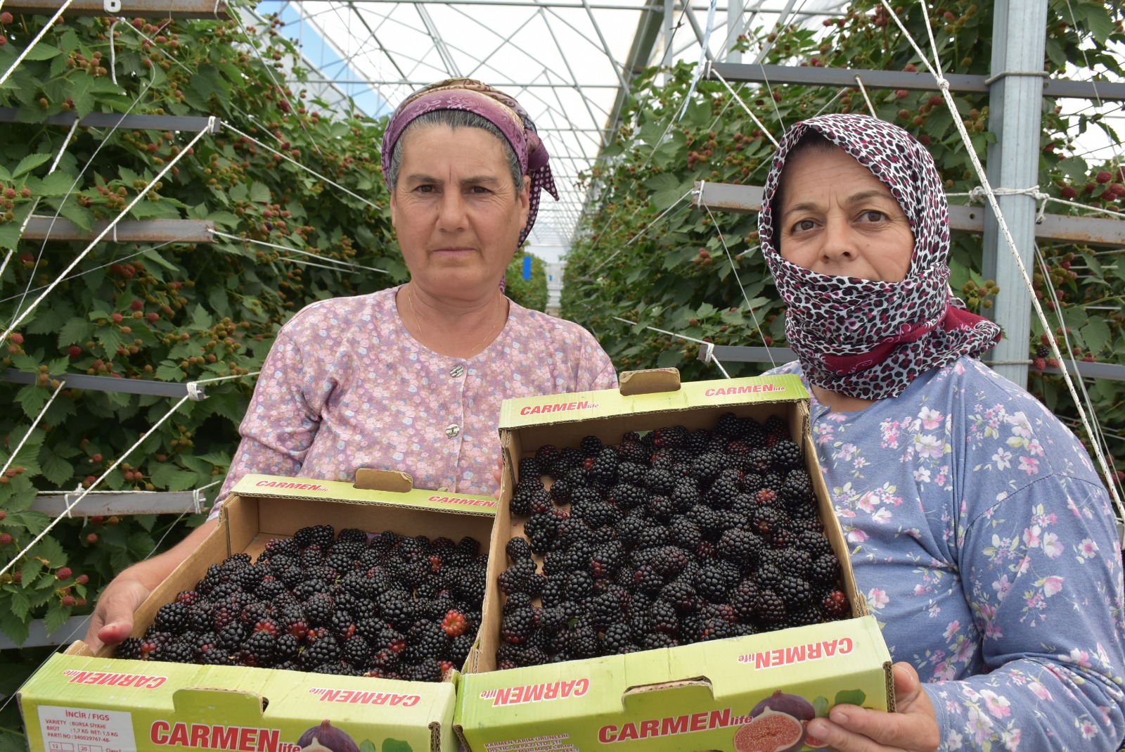 AHUDUDU VE BÖĞÜRTLEN HASADI YAPILDI