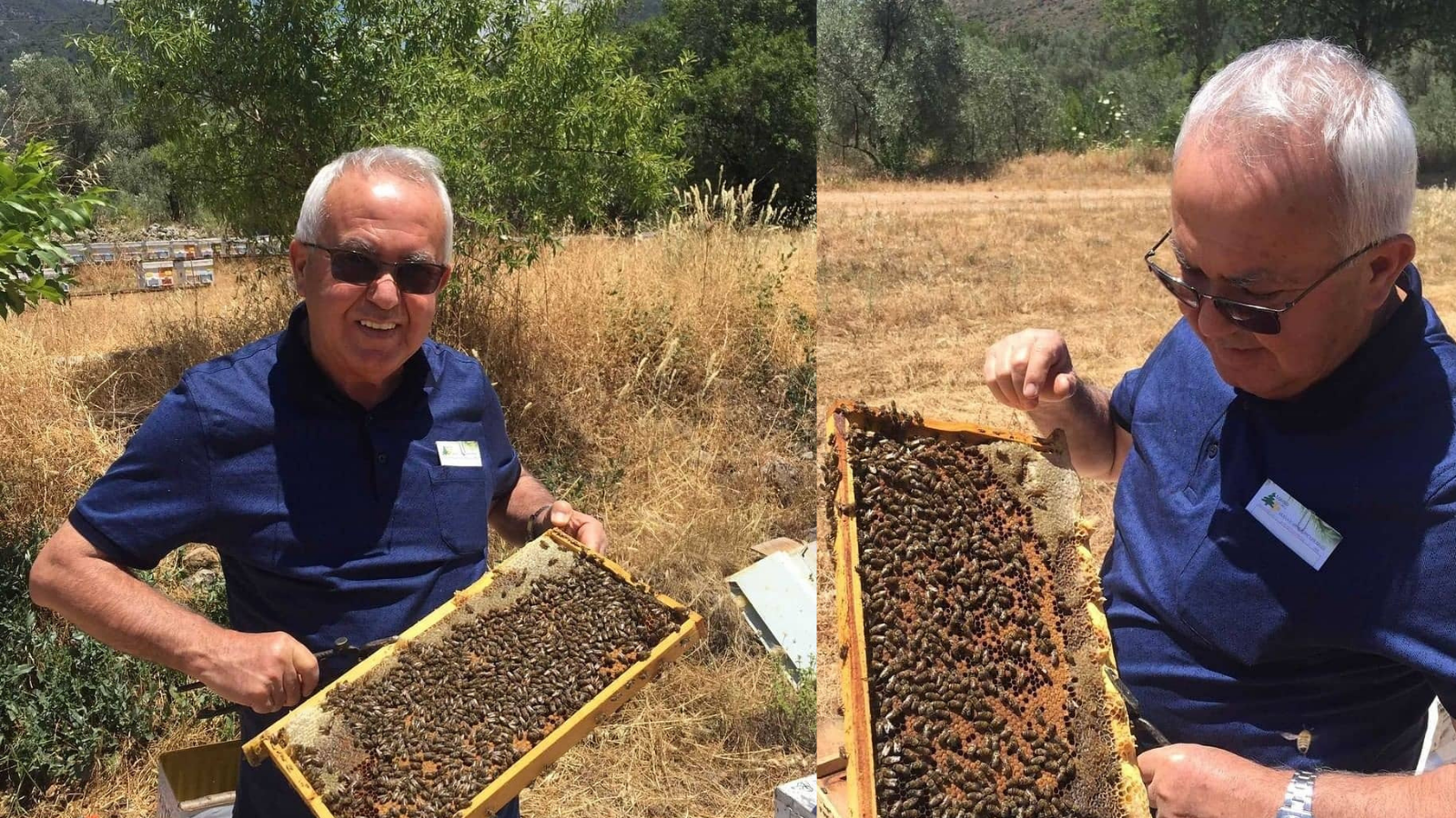 ISLAH EDİLMİŞ ARILAR İNCELENDİ