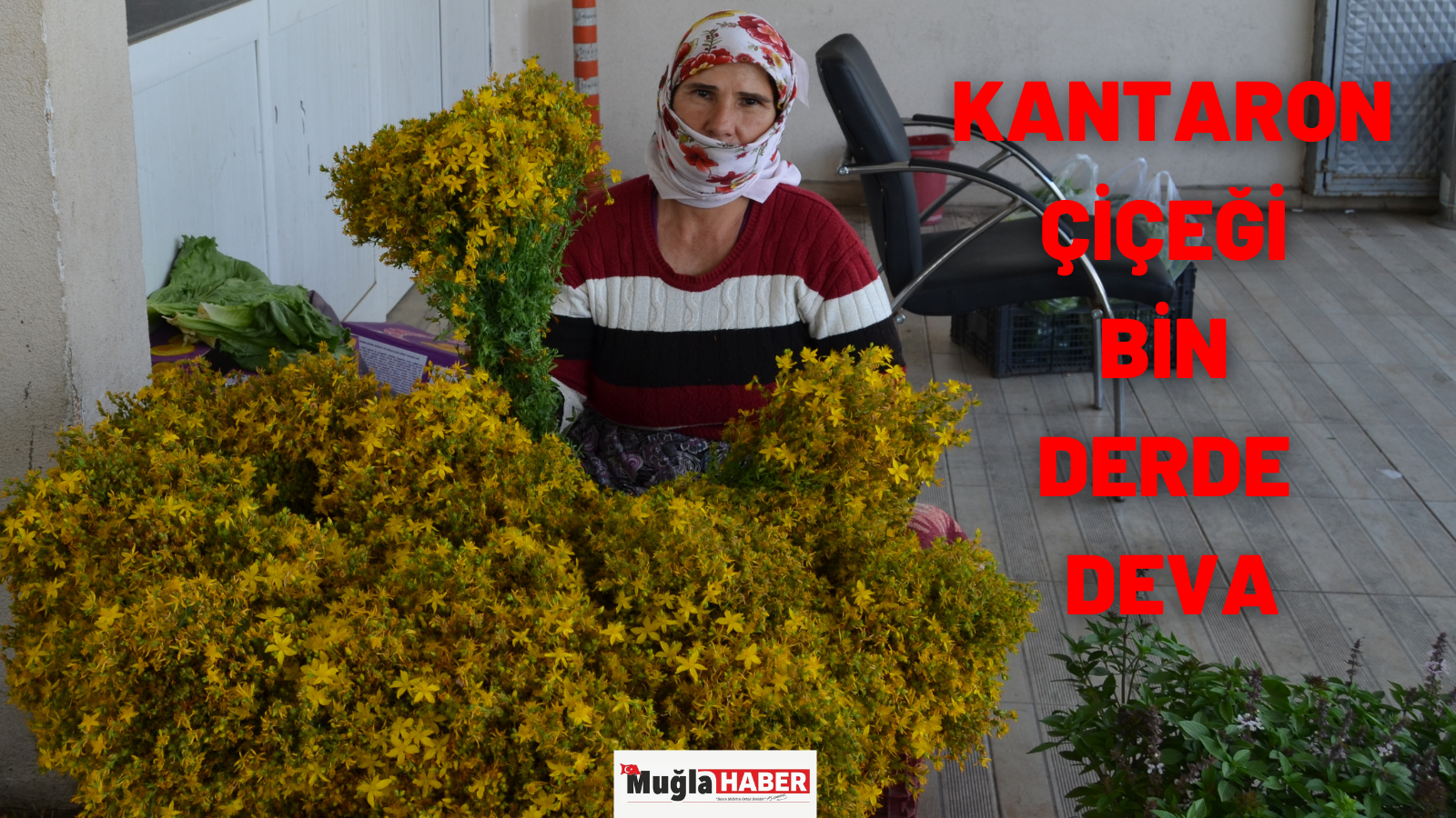 KANTARON ÇİÇEĞİ BİN DERDE DEVA