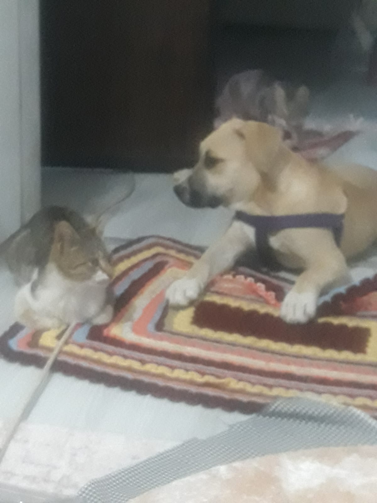 köpek ile kedinin dostluğu şaşırtıyor