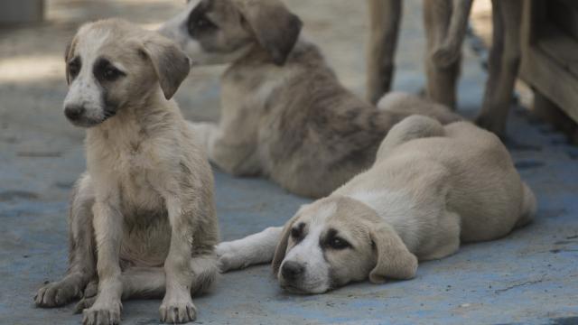 Hayvanları koruma kanununda sona gelindi