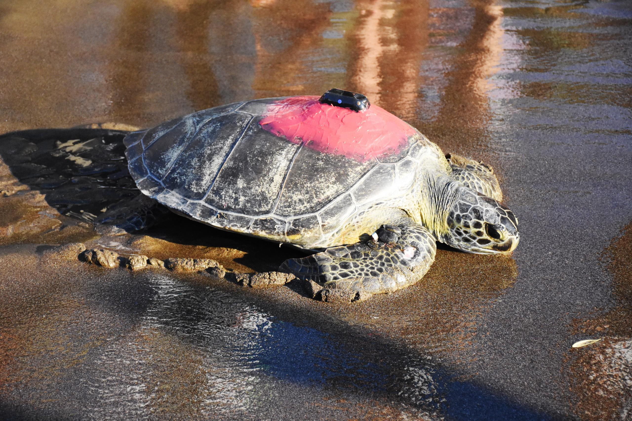 Tedavileri tamamlanan caretta carettalar denize bırakıldı