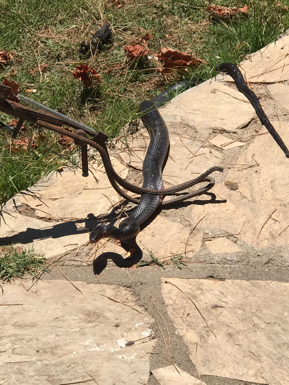 buzdolabına  giren yılan korkuttu