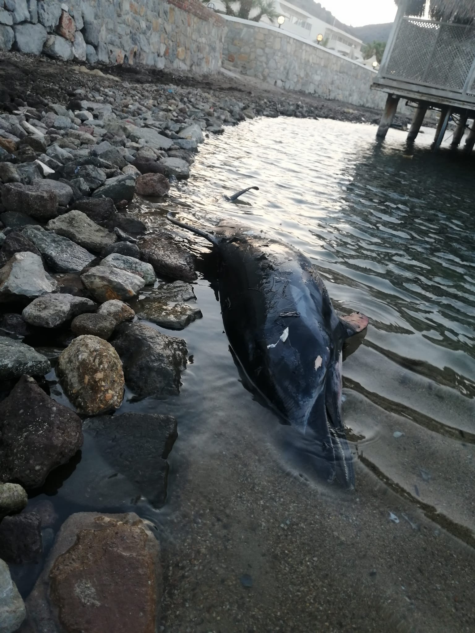 Bodrum'da ölü yunus kıyıya vurdu