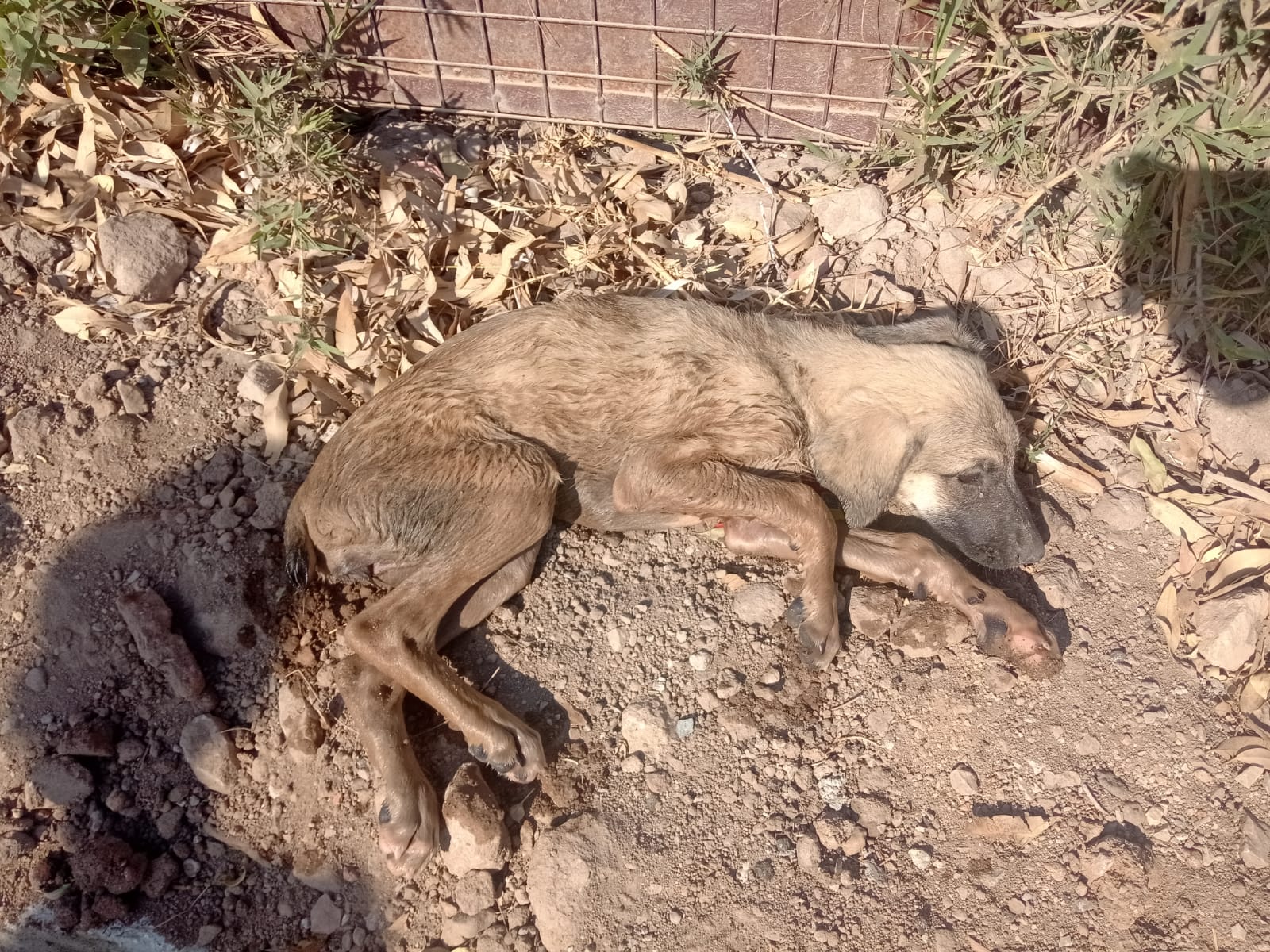 Bodrum'da tesisat bacasına düşen köpek kurtarıldı