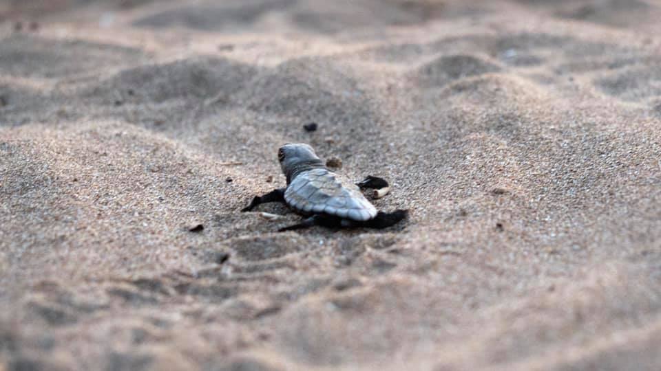 HAYATA MERHABA! İlk yavru caretta caretta yumurtadan çıktı