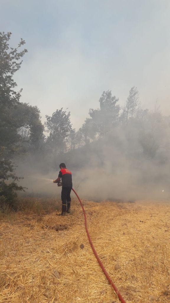 Muğla'da tarım arazisi ve ormanlık alanda yangın çıktı