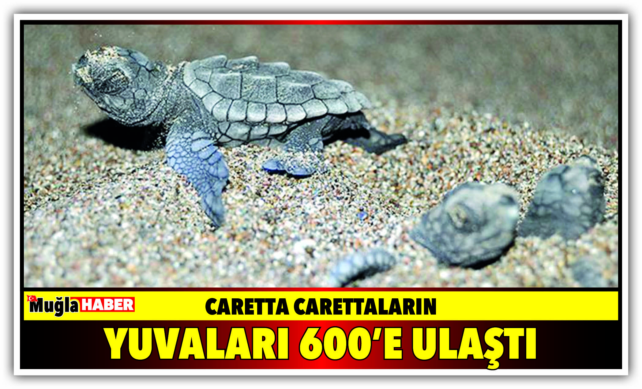 Caretta carettaların yuvaları 600’e ulaştı