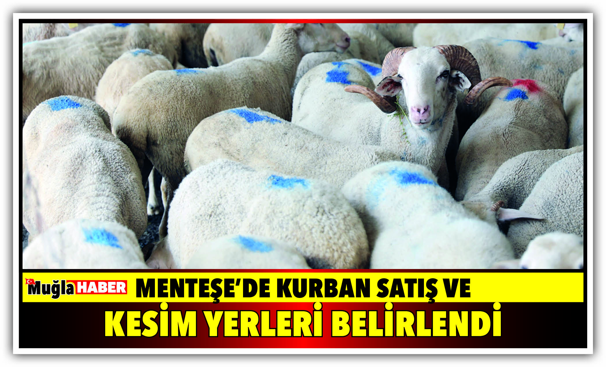 MENTEŞE’DE KURBAN SATIŞ VE KESİM YERLERİ BELİRLENDİ