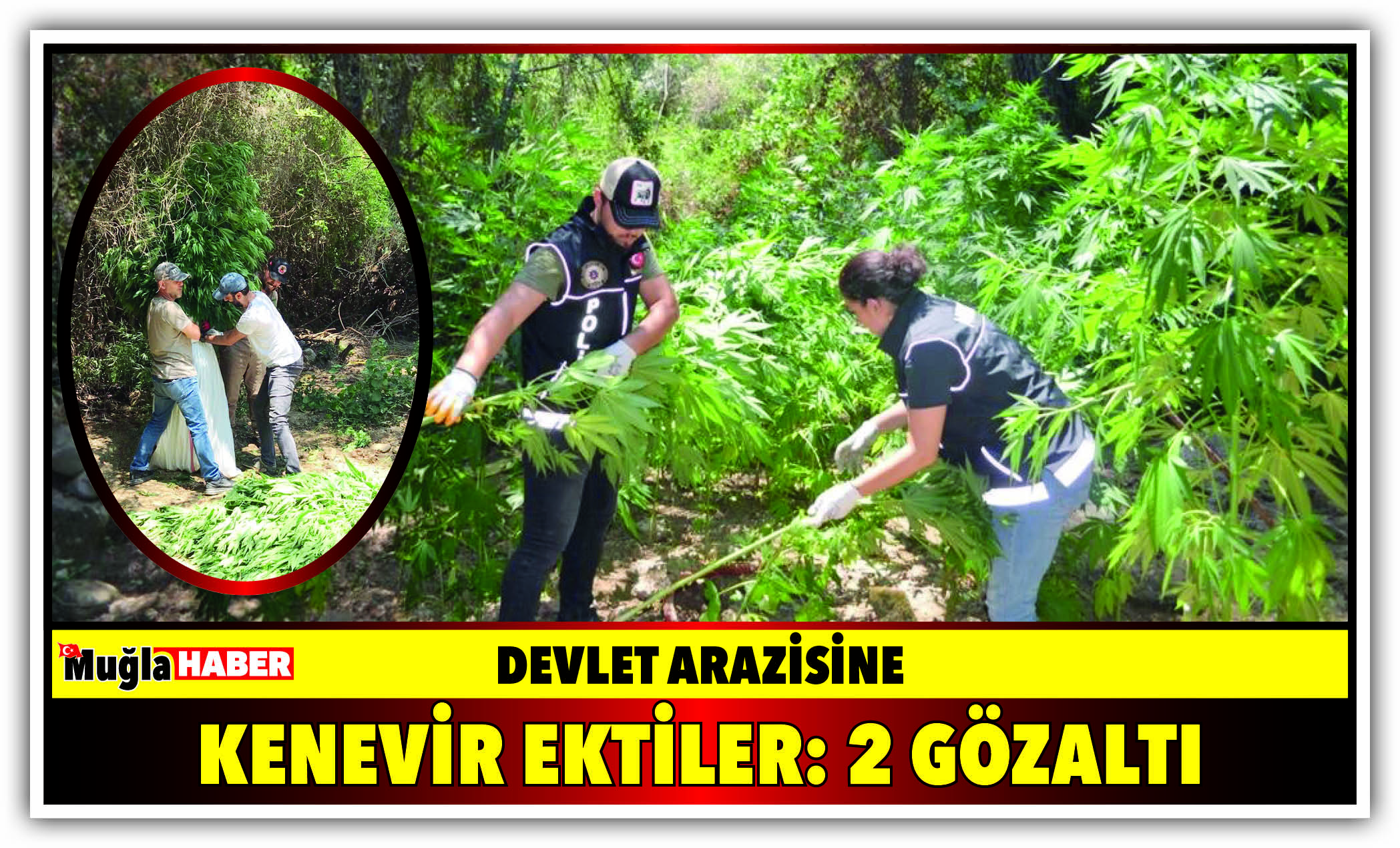 DEVLET ARAZİSİNE KENEVİR EKTİLER:2 GÖZALTI