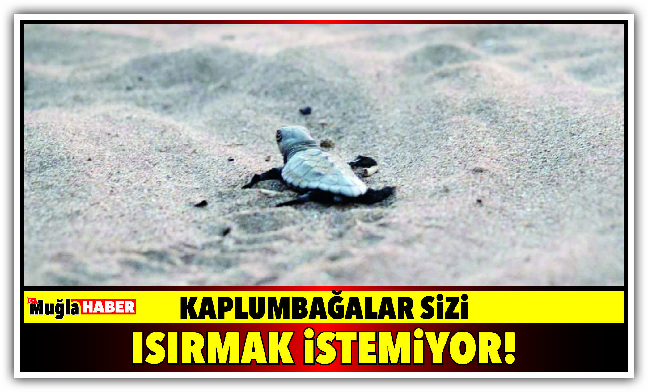 Kaplumbağalar sizi ısırmak istemiyor!⠀