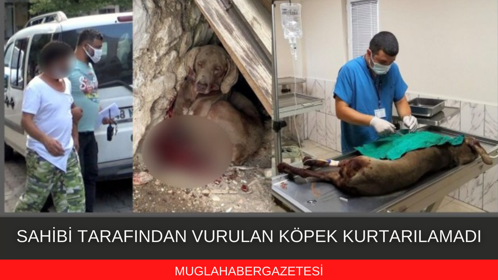 SAHİBİ TARAFINDAN VURULAN KÖPEK ÖLDÜ