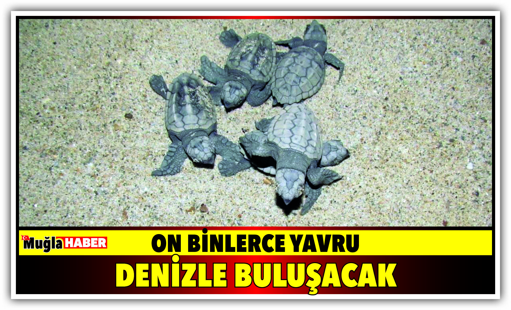 ON BİNLERCE YAVRU DENİZLE BULUŞACAK