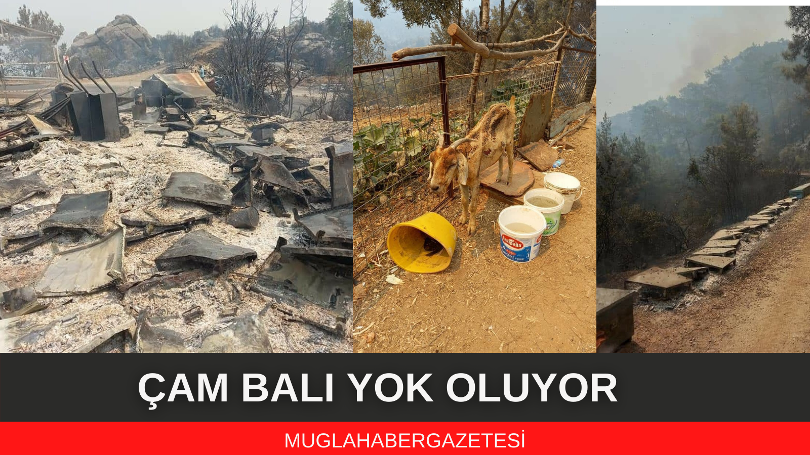 ÇAM BALI YOK OLUYOR