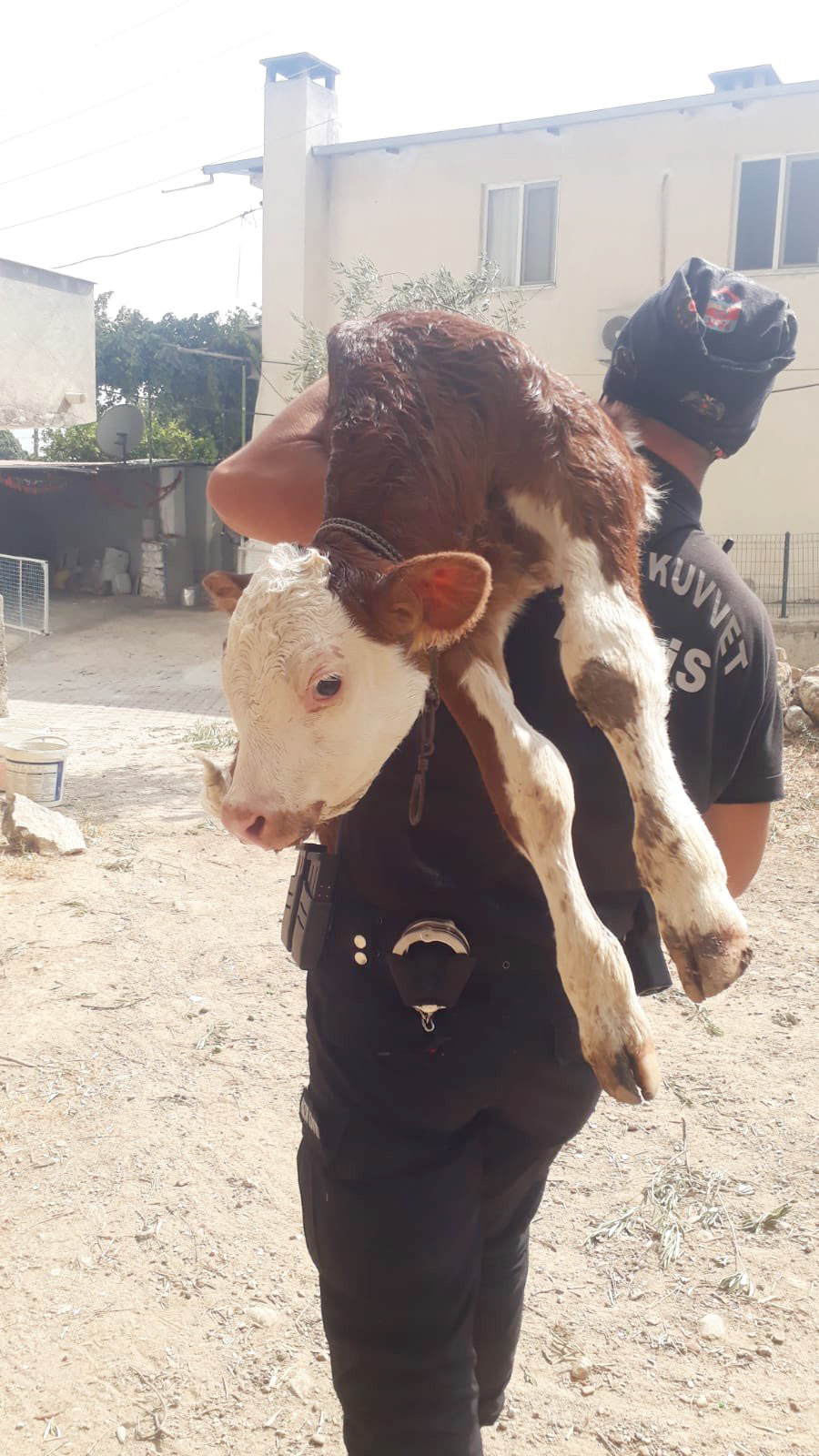 mahsur kalan buzağıyı polis ekibi kurtardı