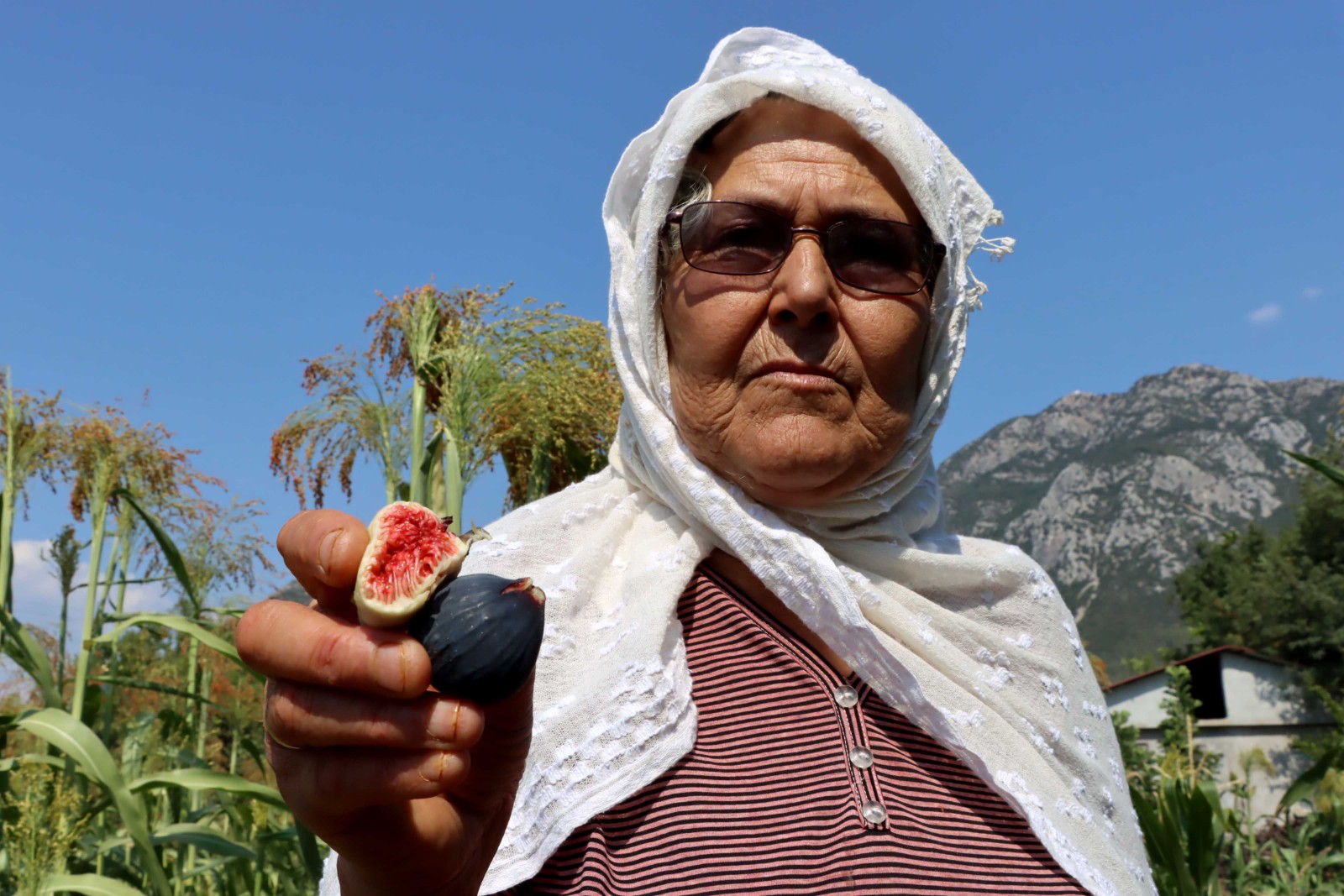 Fethiye ve Seydikemer’de üstün incir tipleri belirleniyor