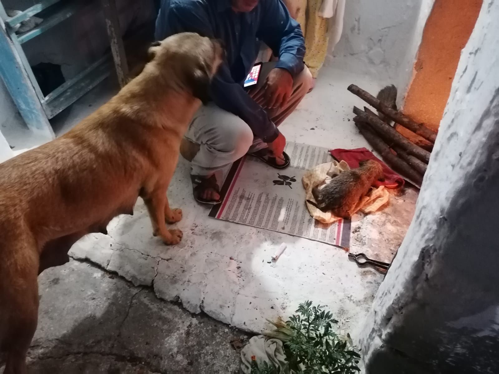 Muğla'da sulama kanalına düşen köpek yavrusunu itfaiye kurtardı