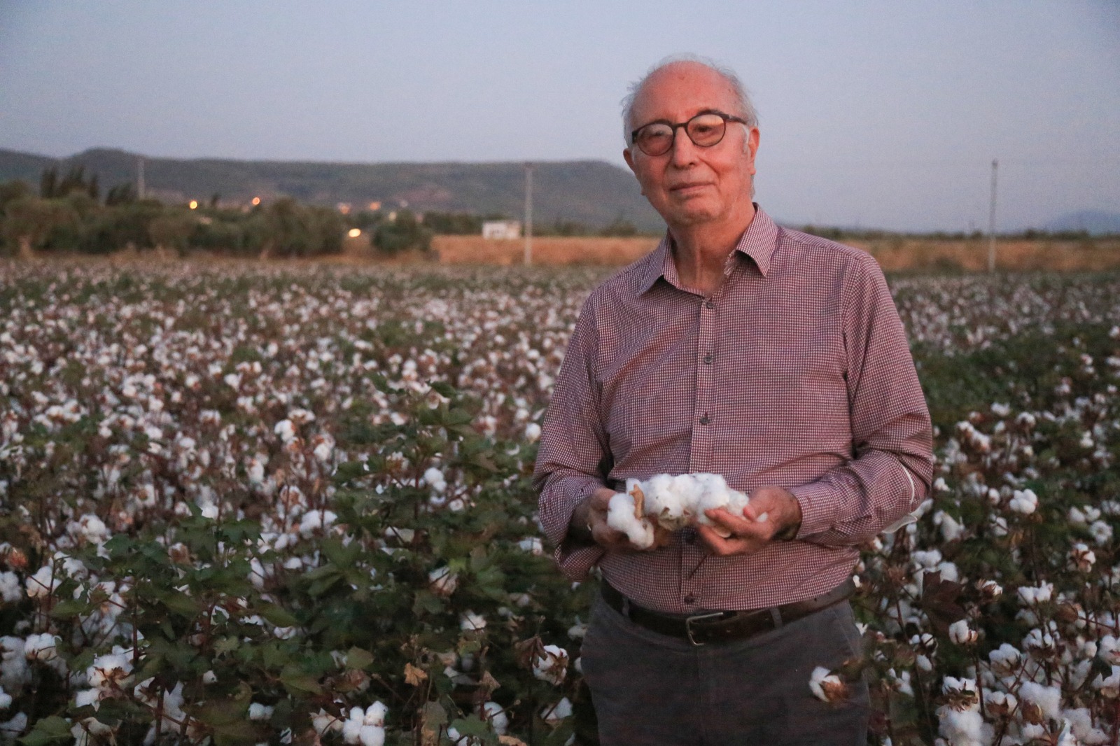 MİLAS'TA PAMUK HASADINA BAŞLANDI