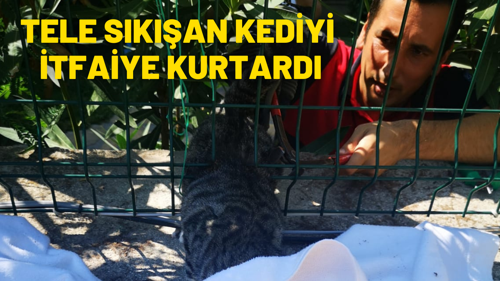 Muğla'da bahçe telinde sıkışan kedi kurtarıldı