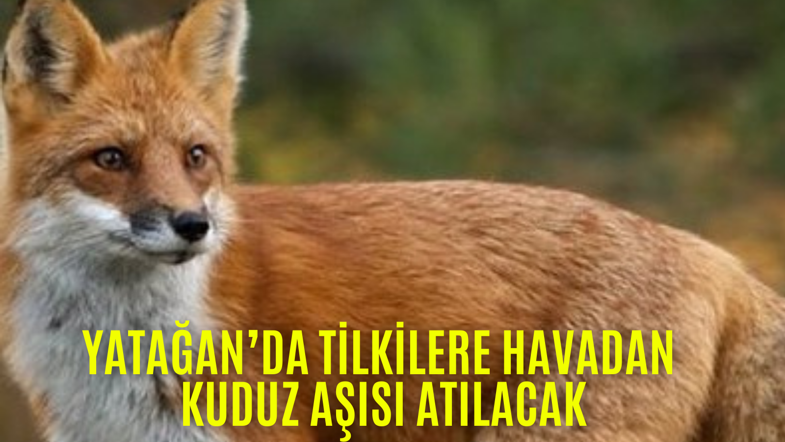 YATAĞAN’DA TİLKİLERE HAVADAN KUDUZ AŞISI ATILACAK