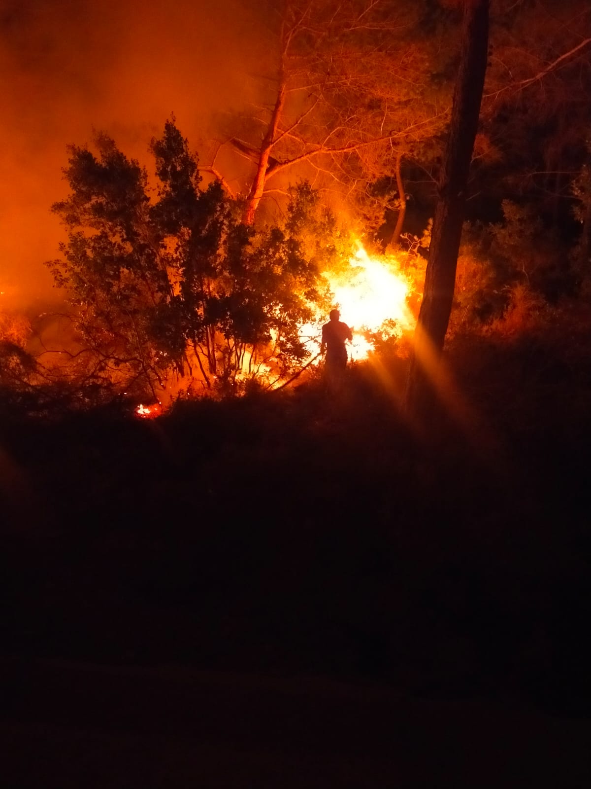 Bodrum'da çıkan orman yangını söndürüldü