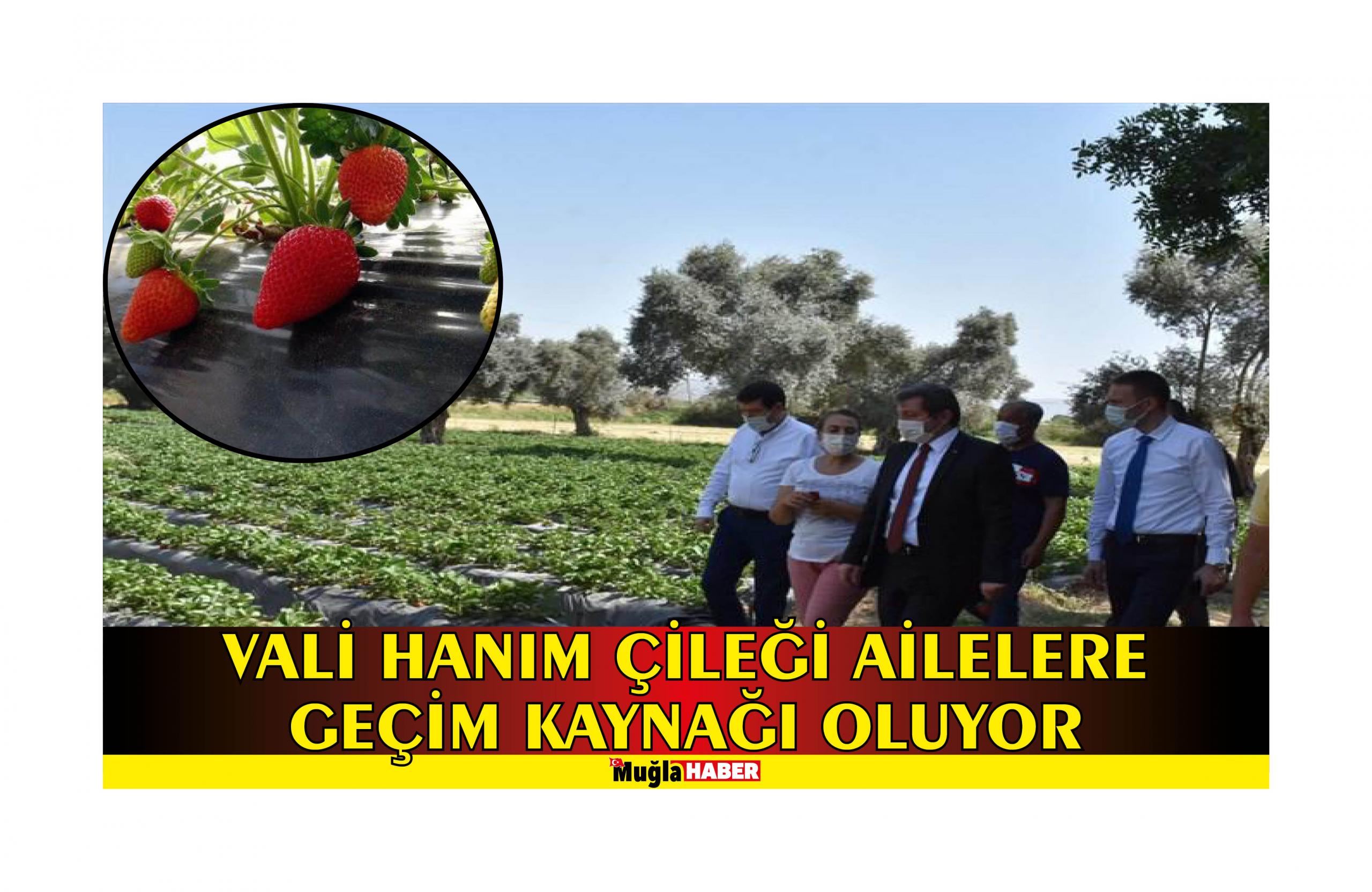 VALİ HANIM ÇİLEĞİ AİLELERE GEÇİM KAYNAĞI OLUYOR