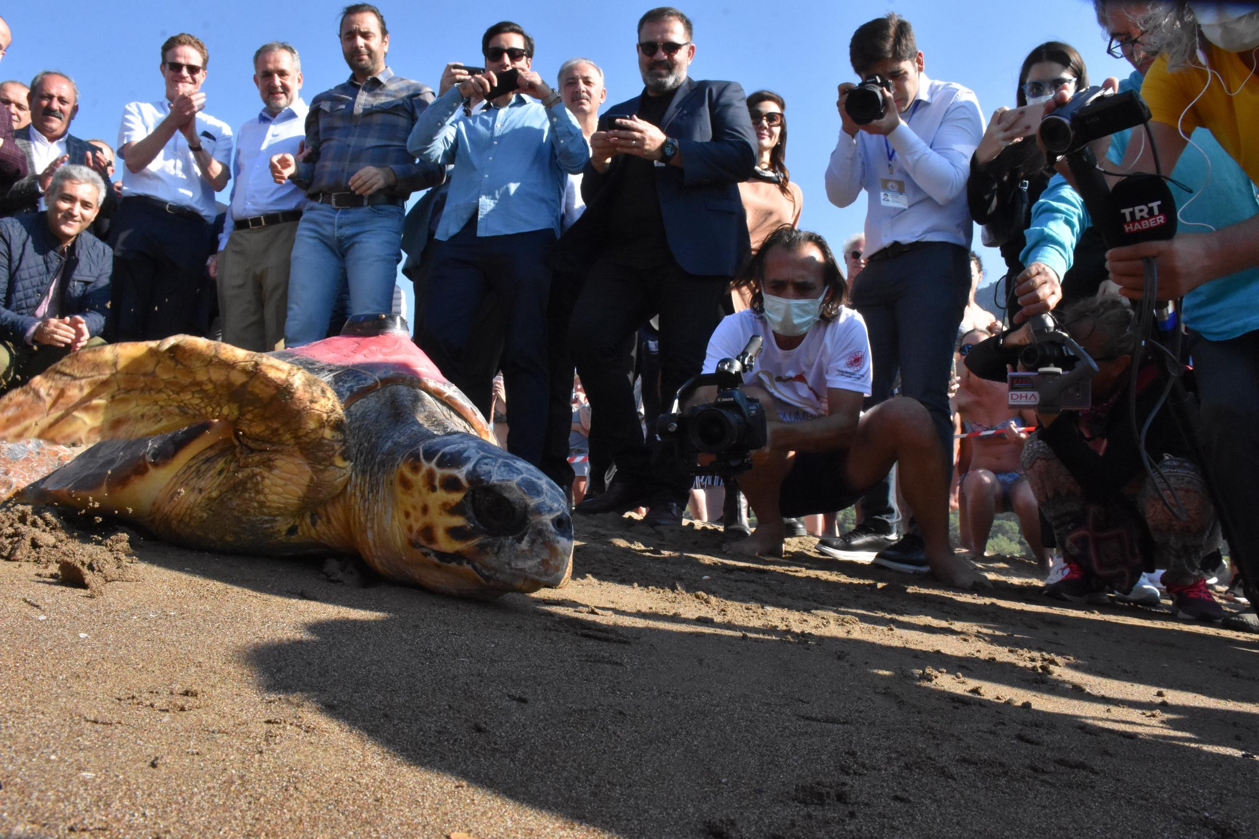 2 caretta caretta ile yeşil deniz kaplumbağasının tedavisi tamamlandı