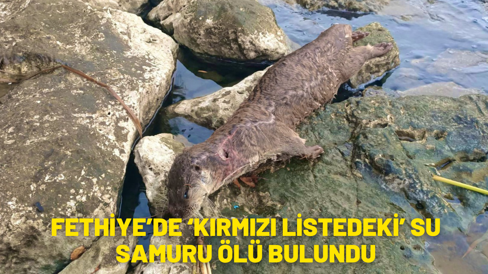 FETHİYE’DE ‘KIRMIZI LİSTEDEKİ’ SU SAMURU ÖLÜ BULUNDU