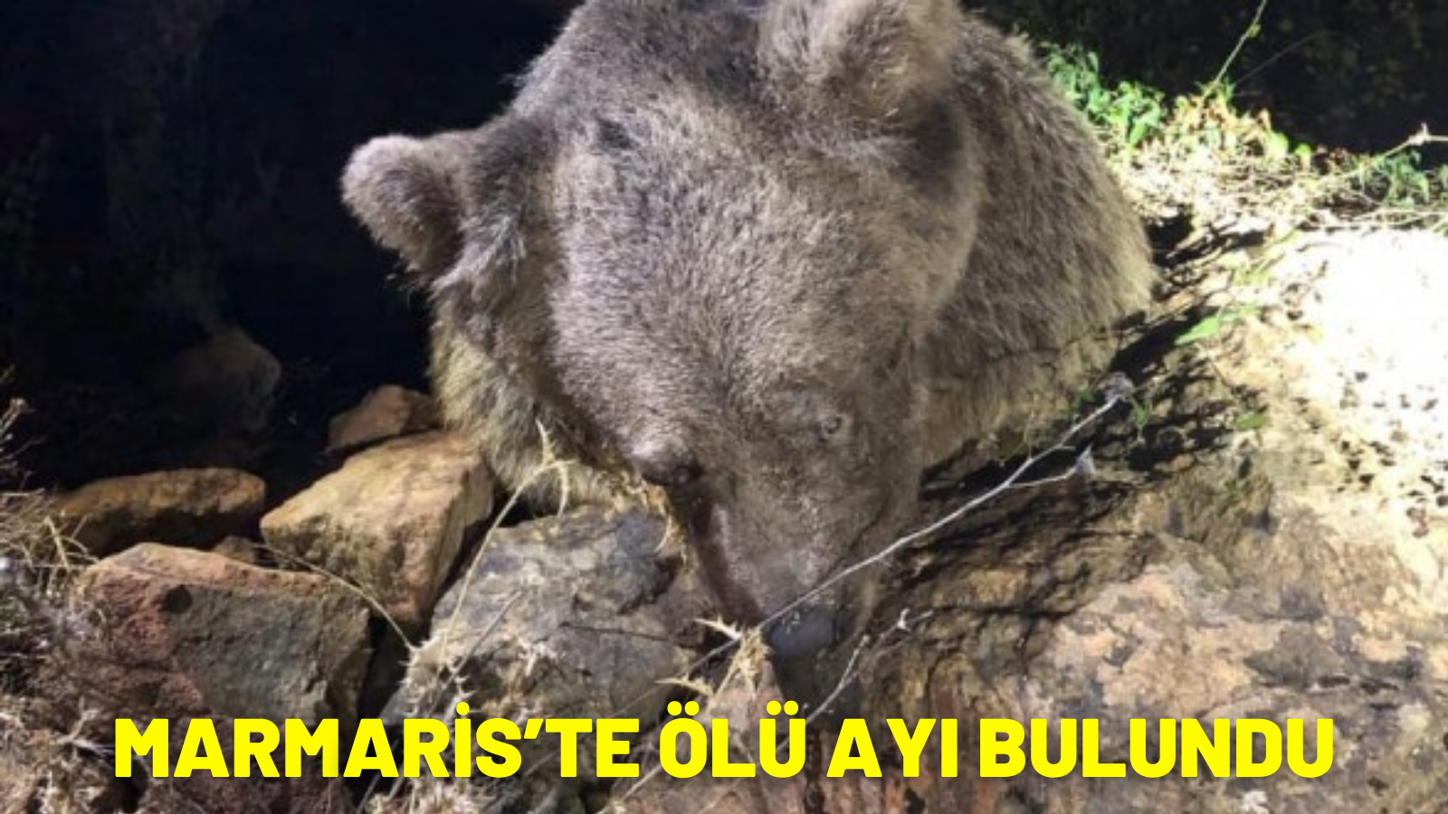 MARMARİS’TE ÖLÜ AYI BULUNDU