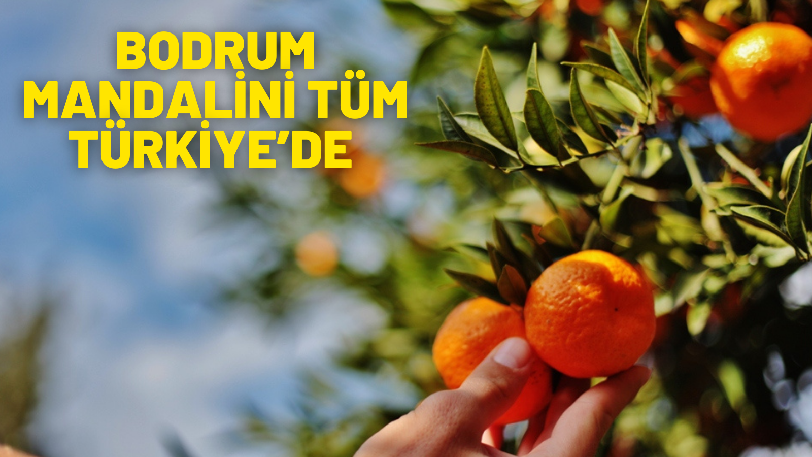 BODRUM MANDALİNİ TÜM TÜRKİYE’DE