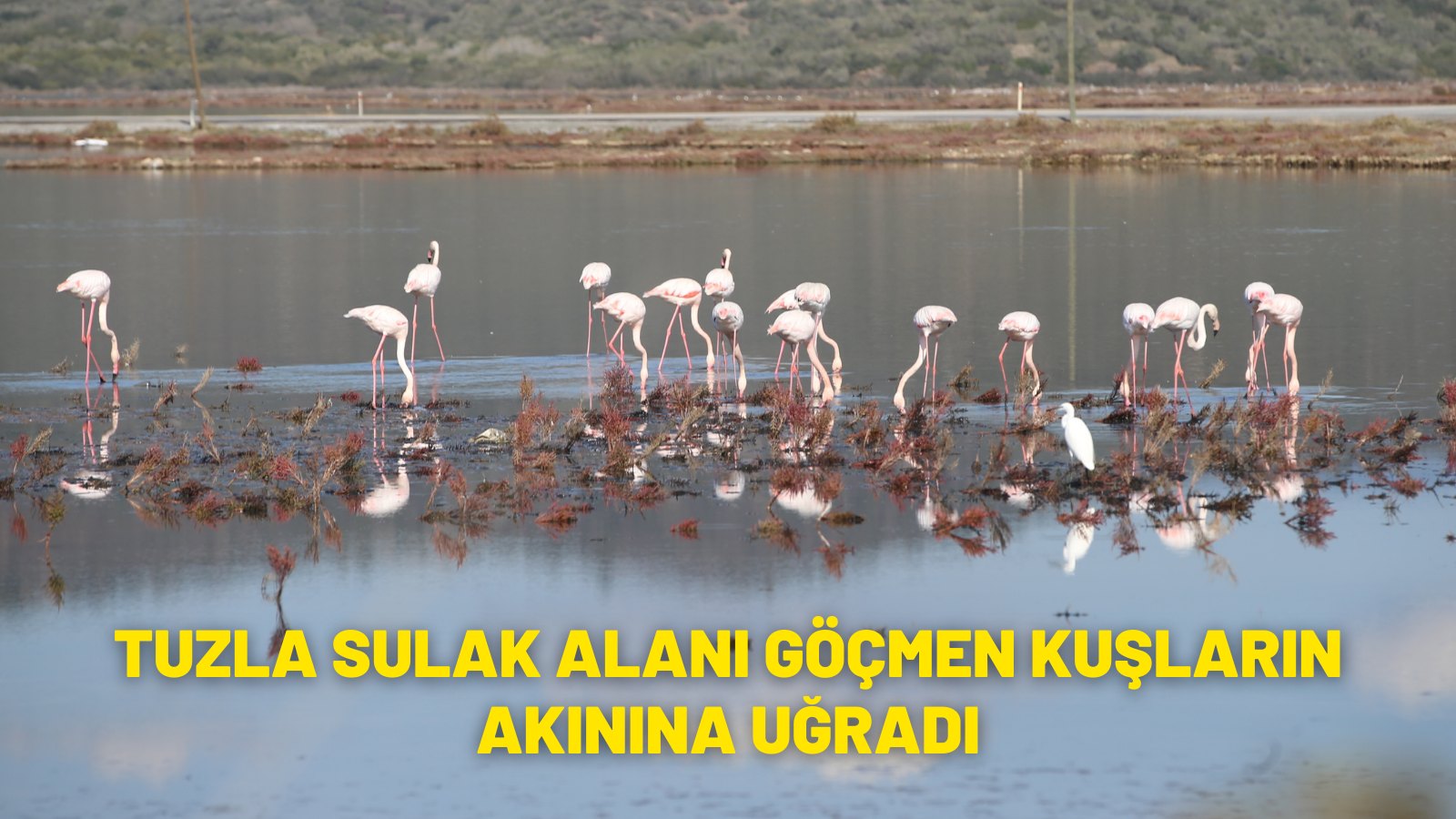 Muğla'daki Tuzla Sulak Alanı göçmen kuşların akınına uğradı