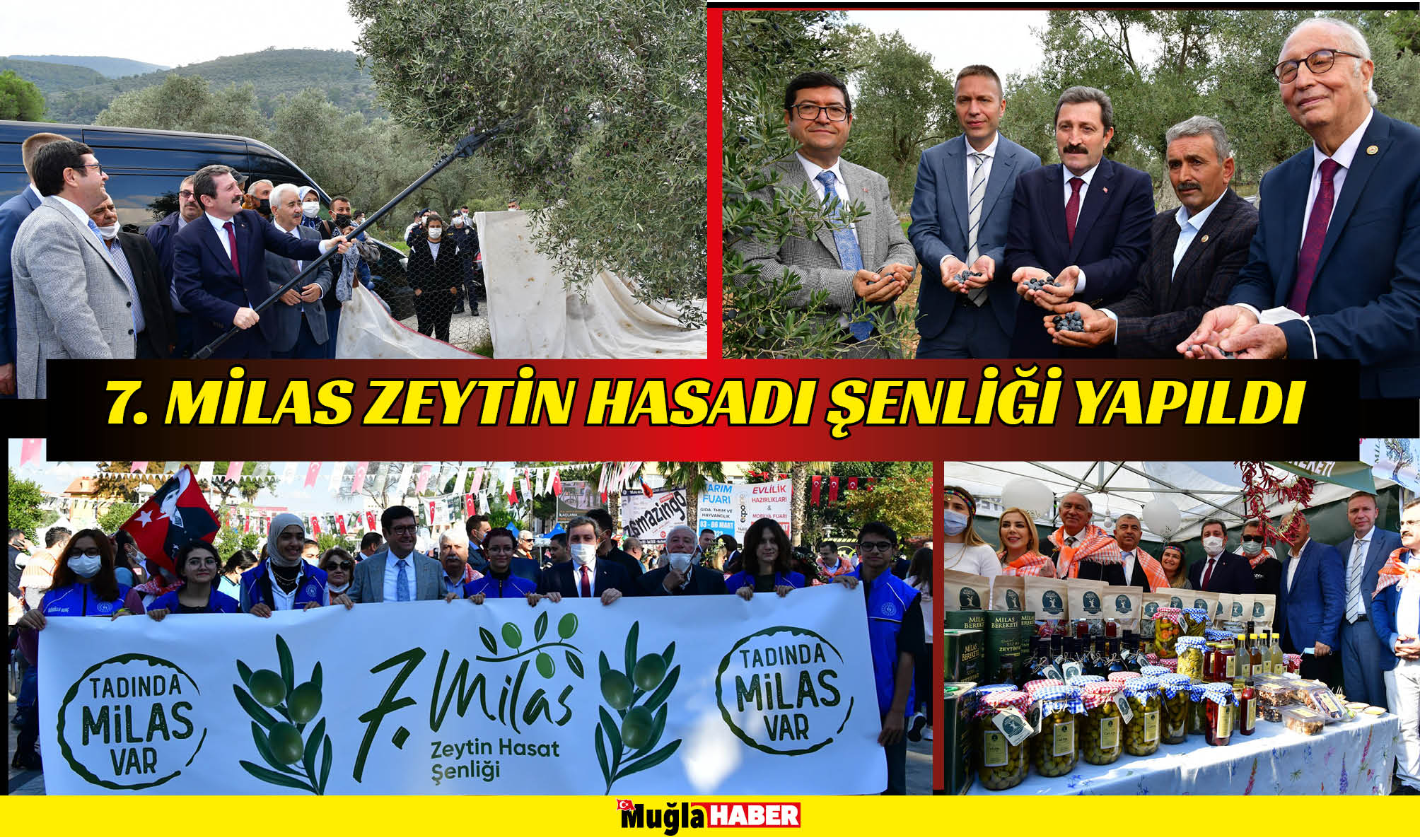 7. MİLAS ZEYTİN HASADI ŞENLİĞİ YAPILDI