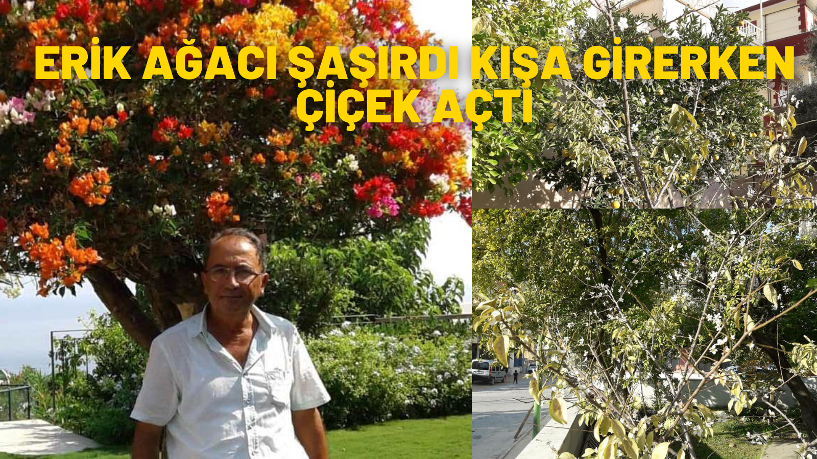 ERİK AĞACI ŞAŞIRDI KIŞA GİRERKEN ÇİÇEK AÇTI