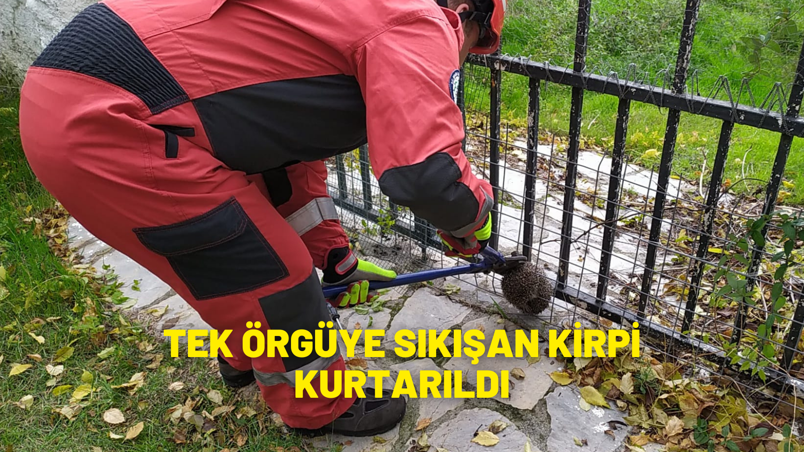 Muğla'da bahçedeki tel örgüye sıkışan kirpi kurtarıldı