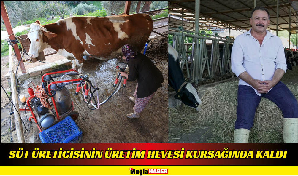 SÜT ÜRETİCİSİNİN ÜRETİM HEVESİ KURSAĞINDA KALDI 