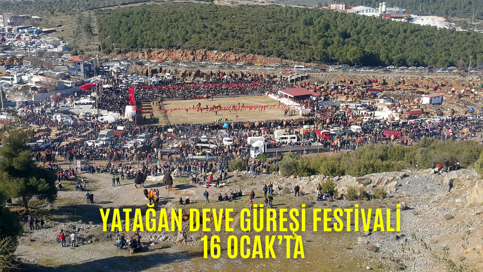 YATAĞAN DEVE GÜREŞİ FESTİVALİ 16 OCAK’TA