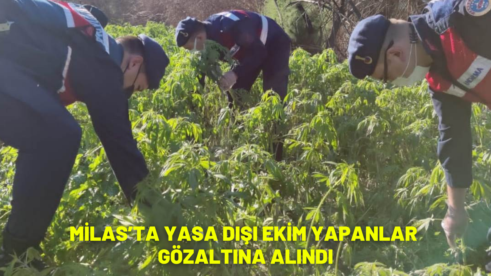 MİLAS’TA YASA DIŞI EKİM YAPANLAR GÖZALTINA ALINDI