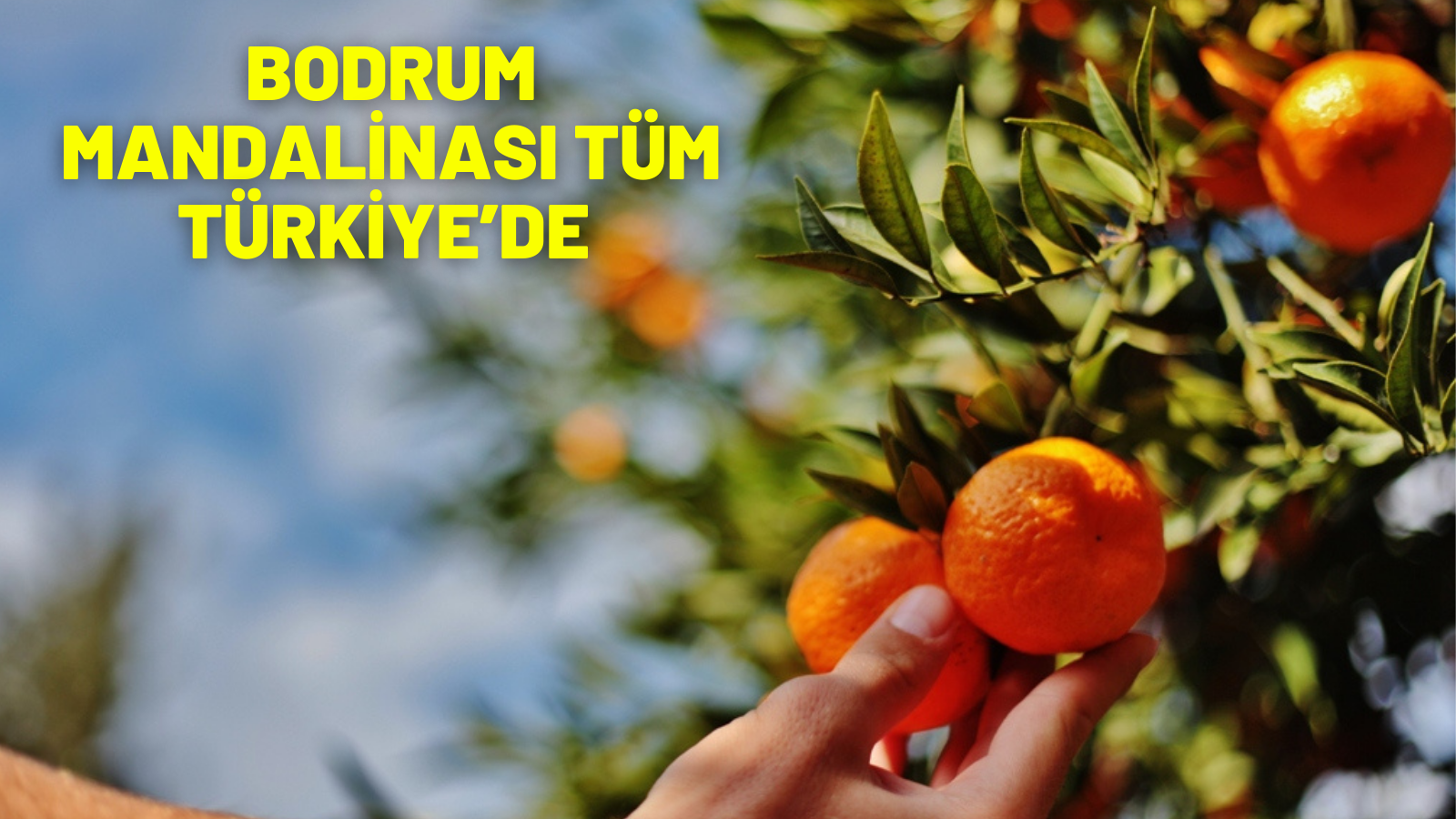 BODRUM MANDALİNASI TÜM TÜRKİYE’DE