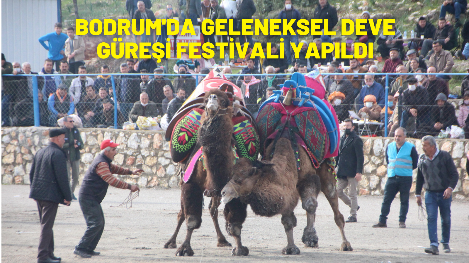 Bodrum'da geleneksel deve güreşi festivali yapıldı