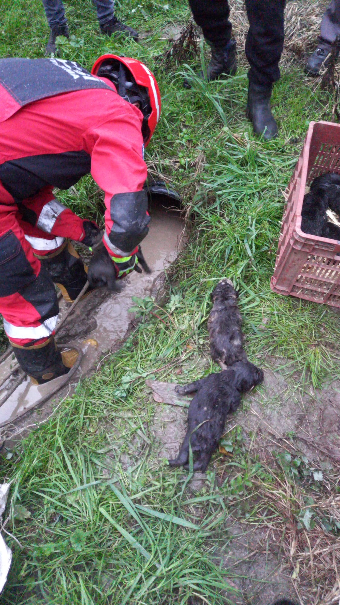 boruya sıkışan 3 köpek yavrusunu itfaiye kurtardı