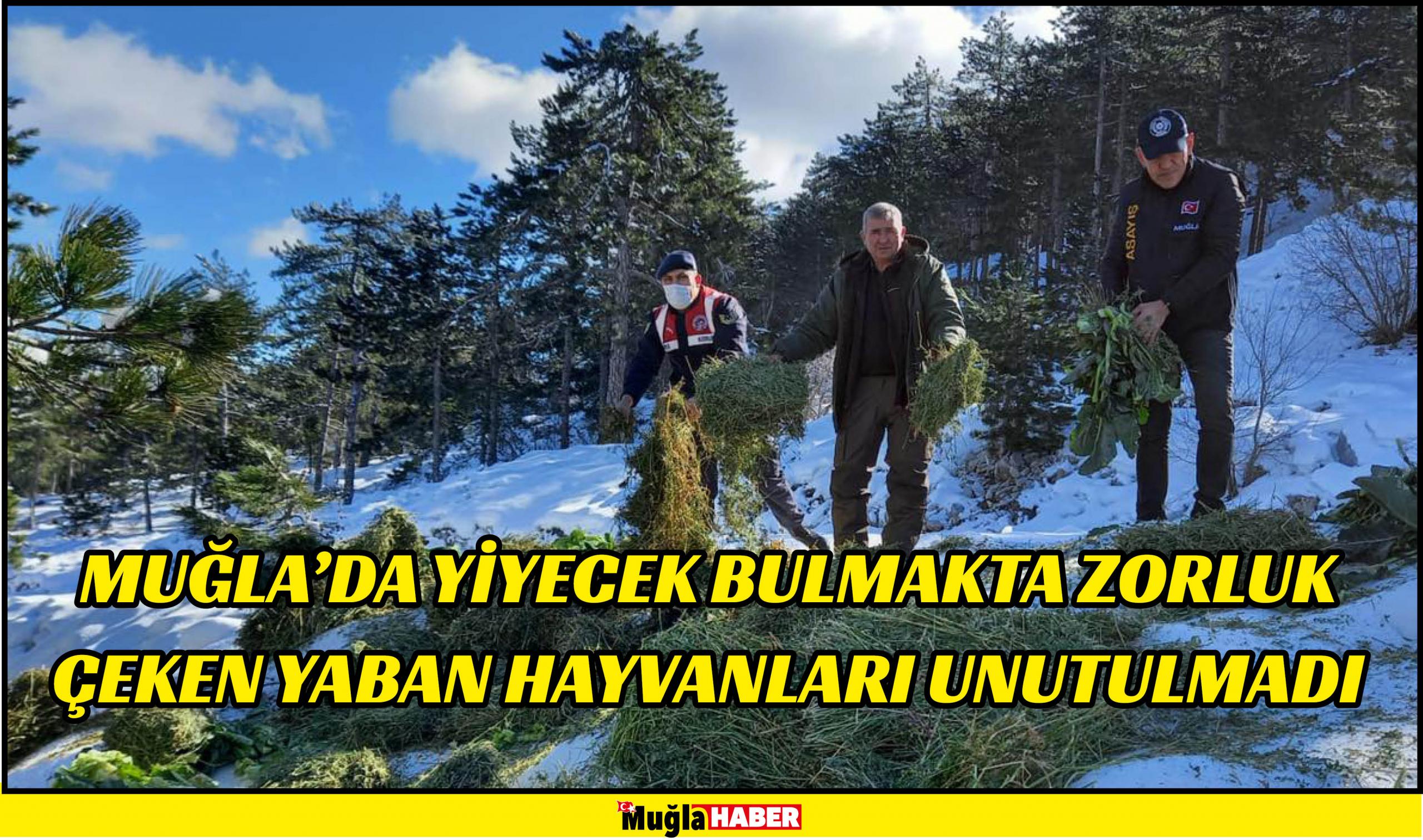 MUĞLA’DA YİYECEK BULMAKTA ZORLUK ÇEKEN YABAN HAYVANLARI UNUTULMADI