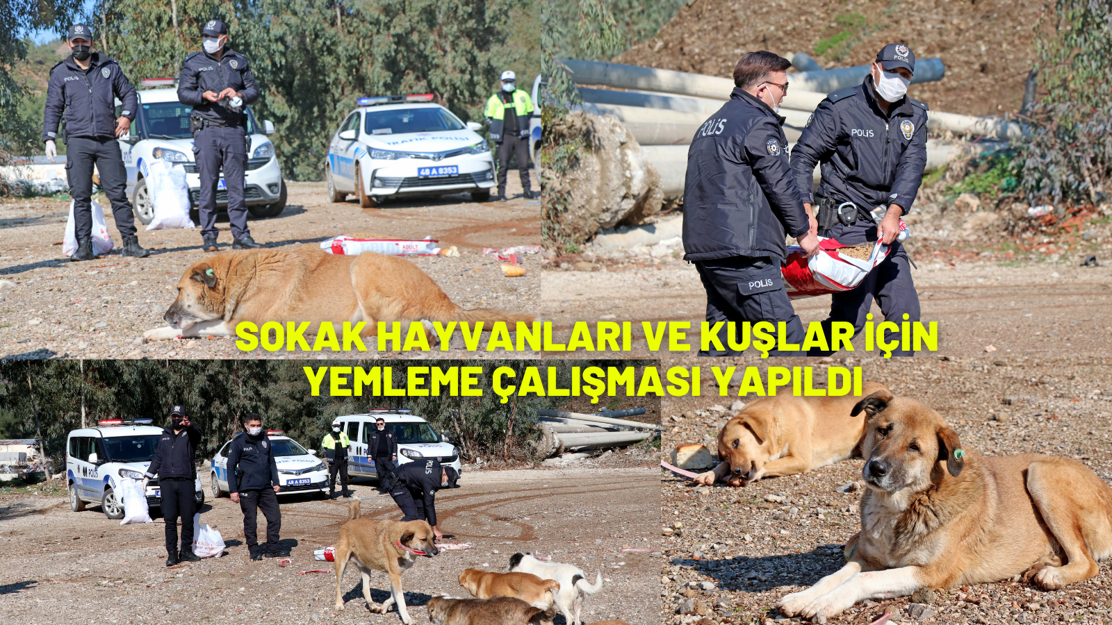 Sokak hayvanları ve kuşlar için yemleme çalışması yapıldı